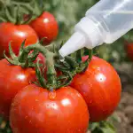 valtavan-tomaattisadon-salaisuus-piilee-apteekin-boorihappopullossa.png