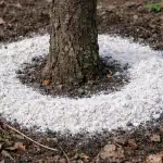 H1: Luumu kuivuu eikä kanna hedelmää: miksi keväällä ripottelen rungon ympärille aina dolomiittijauhoa h1-luumu-kuivuu-eika-kanna-hedelmaa-miksi-kevaalla-ripottelen-rungon.png
