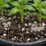 huonoin-maapera-on-ihanteellinen-tomaatin-taimille-yhden-yksinkertaisen-lisayksen-jalkeen.png