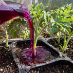 Keväällä kaliumpermanganaatti muuttaa hauraat taimet voimakkaiksi kasveiksi yhdellä kastelulla kevaalla-kaliumpermanganaatti-muuttaa-hauraat-taimet-voimakkaiksi-kasveiksi-yhdella-kastelulla.png