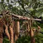 kirsikkapuusi-kuivuu-heti-kukinnan-jalkeen-eika-tuota-marjoja.png