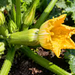 Kuinka saada kesäkurpitsa kantamaan hedelmää kauden alussa kuinka-saada-kesakurpitsa-kantamaan-hedelmaa-kauden-alussa.png