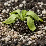 Miksi herkät petunian taimet kuolevat heti istutuksen jälkeen? miksi-herkat-petunian-taimet-kuolevat-heti-istutuksen-jalkeen.png