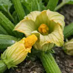 Miksi kesäkurpitsalla kasvaa vain tyhjiä kukkia ja kuinka korjata se yhdessä päivässä miksi-kesakurpitsalla-kasvaa-vain-tyhjia-kukkia-ja-kuinka-korjata-se.png