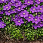 Miksi klematiksen kevätleikkaus muuttaa hauraan pensaan kukkamuuriksi miksi-klematiksen-kevatleikkaus-muuttaa-hauraan-pensaan-kukkamuuriksi.png