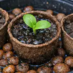 Miksi kurkun taimet kuivuvat turveruukuissa heti itämisen jälkeen? miksi-kurkun-taimet-kuivuvat-turveruukuissa-heti-itamisen-jalkeen.png