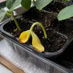 Miksi kurkun taimet muuttuvat yhtäkkiä keltaisiksi ja putoavat? miksi-kurkun-taimet-muuttuvat-yhtakkia-keltaisiksi-ja-putoavat.png