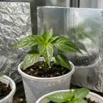miksi-paprikan-taimet-kuolevat-ikkunalaudalle-aurinkoisina-paivina.png