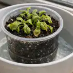 Miksi petunian taimet yhtäkkiä kuivuvat kevätauringossa? miksi-petunian-taimet-yhtakkia-kuivuvat-kevatauringossa.png