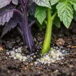 miksi-tomaatin-taimet-muuttuvat-violetiksi-ja-kuinka-saastaa-sato-yhdessa.png