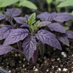 miksi-tomaatin-taimet-muuttuvat-yhtakkia-violetiksi.png