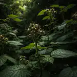 Miksi vadelmasi kieltäytyvät tuottamasta marjoja varjoisassa puutarhassa miksi-vadelmasi-kieltaytyvat-tuottamasta-marjoja-varjoisassa-puutarhassa.png