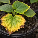 Potaskalannoitteiden piiloloukku, miksi kurkun taimet muuttuvat yhtäkkiä keltaisiksi keväällä potaskalannoitteiden-piiloloukku-miksi-kurkun-taimet-muuttuvat-yhtakkia-keltaisiksi-kevaalla.png