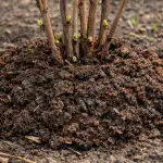 Salainen menetelmä vadelmien keväällä ruokkimiseen ennätyssatoon ilman tuholaisia salainen-menetelma-vadelmien-kevaalla-ruokkimiseen-ennatyssatoon-ilman-tuholaisia.png