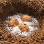 Tavallinen sooda lankamatoja vastaan: kuinka säästin perunasadon keväällä tavallinen-sooda-lankamatoja-vastaan-kuinka-saastin-perunasadon-kevaalla.png