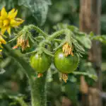 tomaatit-kukkivat-mutta-eivat-istu-ja-kuinka-korjata-se-yhdessa.png