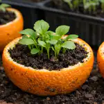 vahvojen-taimien-salaisuus-on-katketty-tavalliseen-appelsiinin-kuoreen.png