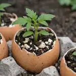 Vahvojen tomaatintaimien salaisuus piilee tavallisissa munankuorissa vahvojen-tomaatintaimien-salaisuus-piilee-tavallisissa-munankuorissa.png