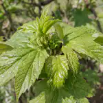 Viburnumin kirvat katoavat yhdessä yössä ensiapulaukun halvan lääkkeen ansiosta viburnumin-kirvat-katoavat-yhdessa-yossa-ensiapulaukun-halvan-laakkeen-ansiosta.png